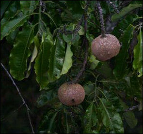 20110306-brazil nuts in peru mongabay Tambopata_1030_5050.JPG